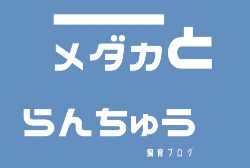 メダカとらんちゅう　飼育ブログ